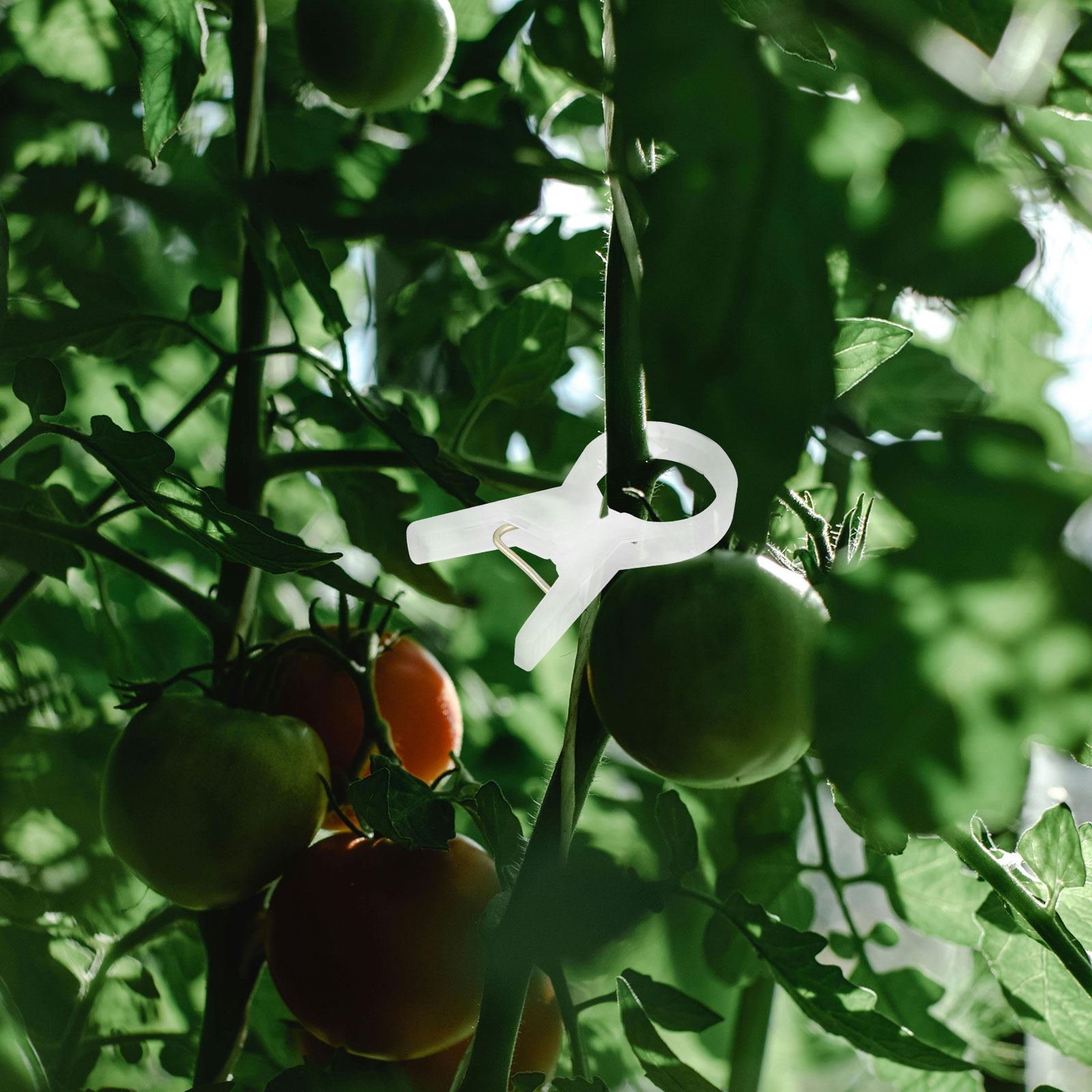 100 Adet Plastik Bitki Klipsi, - Vine Climbing Plastic incelemesi ve fiyatı